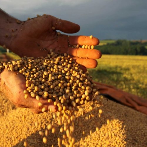 IBGE estima redução de 5,3% na safra de grãos deste ano