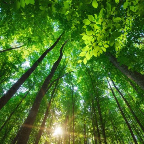 Países se comprometem a impulsionar economia verde no continente