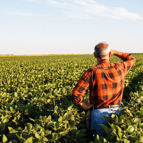 Produtores rurais poderão refinanciar dívidas com juros de 8% ao ano